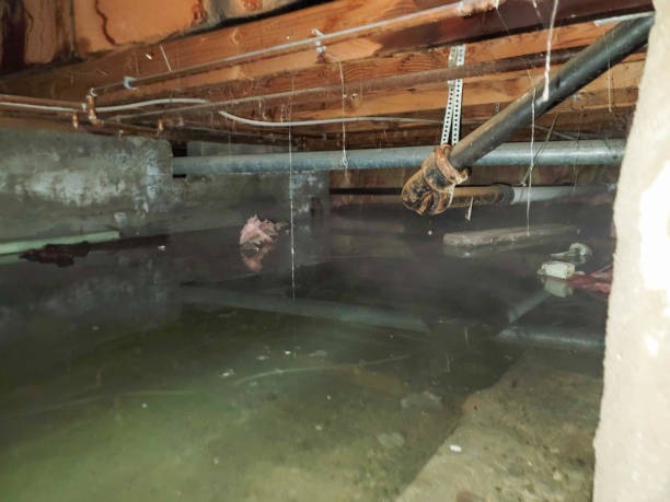 Best Mold removal after water damage  in Decordova, TX